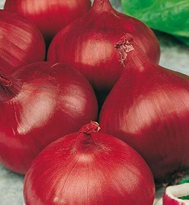 KNESSiN Onion Red Baron Seed(200 per packet)