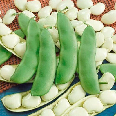 Biosnyg XCO-48 Henderson Lima Bush Bean-[800 Seeds] Seed(800 per packet)