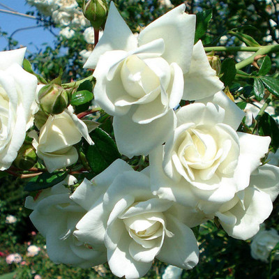 CYBEXIS KGF -37 - White Climbing Rose Bush - (100 Seeds) Seed(100 per packet)
