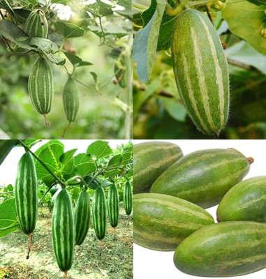 ibains Pointed gourd seeds beej 11 Seed(11 per packet)