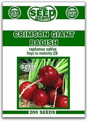 Qualtivate PUA-4A Crimson Giant Radish Seeds Seed(300 per packet)