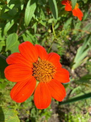 MWHY Tithonia Red Flower Seed(25 per packet)