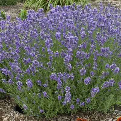 WILLVINE Lavender Munstead Dwarf Seeds - Lavandula Angustifolia-[250 Seeds] Seed(250 per packet)