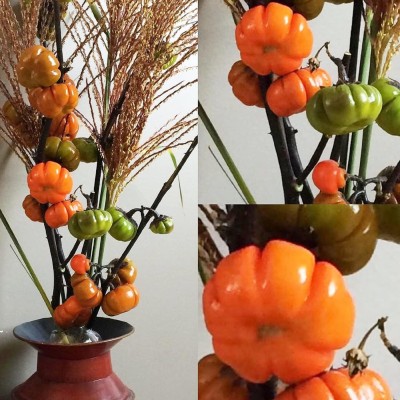 KNESSiN Pumpkin on a Stick Brinjal Seeds-[2gm] Seed(500 per packet)