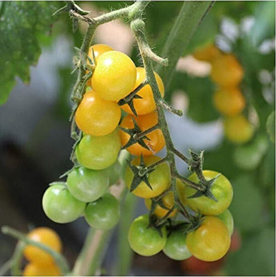 CYBEXIS Tomato Seeds Annual Yellow Heirloom Vegetable Seed2000 Seeds Seed(2000 per packet)