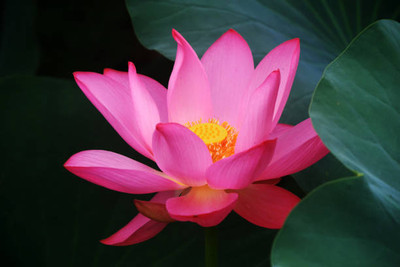 Vietrian lotus,kamal gatta Seed(14 per packet)