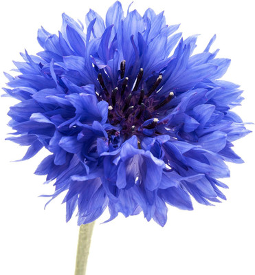 NooElec Seeds India 50 Dwarf Bachelor Button Seeds for Planting - Heirloom Non-GMO Cornflower Seed(50 per packet)