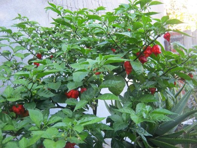 CYBEXIS Carolina Reaper(Chilli) Vegetable Seeds600 Seeds Seed(600 per packet)