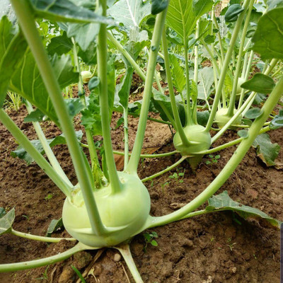 WASP Knol Khol (kohlrabi) Seed(2000 per packet)