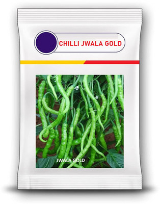WILLVINE MEH -XIII Jwala Gold chilli seeds[10gm, 2000 Seeds] Seed(2000 per packet)