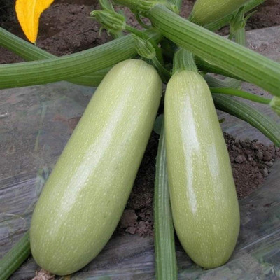 KNESSiN LAX-77 Zucchini Seed(30 per packet)