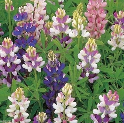 Epazo Lupin Mix Dwarf Flower Seed(80 per packet)