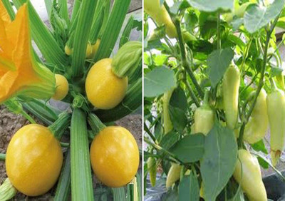 KNESSiN Zucchini Round Yellow and Pepper Santa FE Grande Seeds Seed(50 per packet)