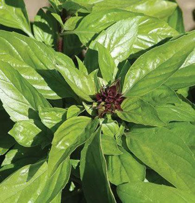 VibeX ® VMR-132 Basil Thai Magic Ocimum basilicum Seed(1000 per packet)