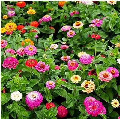 Greenfall Big Size Zinnia Flower Seeds Mix - (Pack of 21) - Seeds for Gardeners Seed(30 per packet)