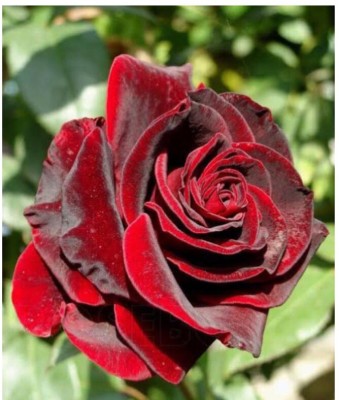 greenfarm NXC- Fragrant Rose Flower Seeds/ Gulab Seeds , 100 X Seeds , dso81 Seed(100 per packet)