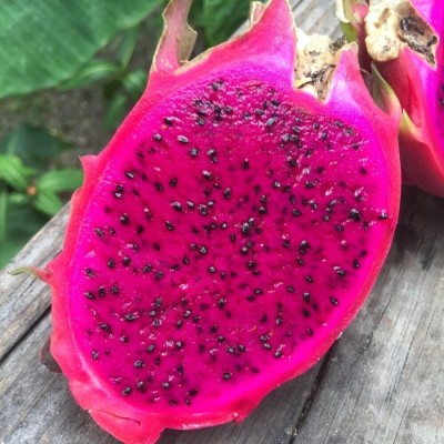 DeodarSeeds Red Dragon Fruit, Pitaya, Pitahaya, Selenicereus undatus Seed(30 per packet)