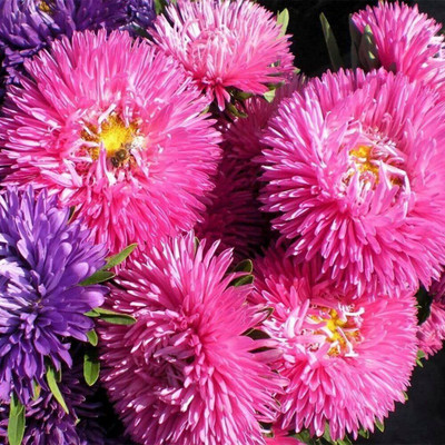 Aywal Aster ‘Mix’ F1 Hybrid Flower Seeds for All Season Seed(10 per packet)