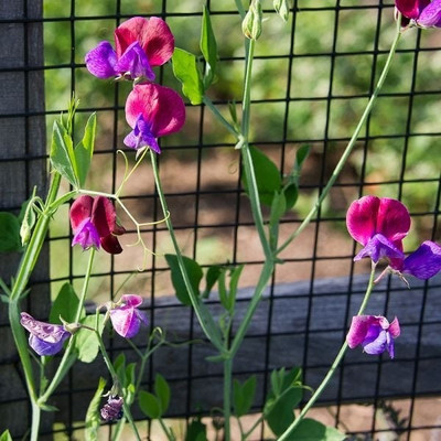 LASMA Sweet Pea 'Cupani's Original' (Lathyrus odoratus) Seed(50 per packet)