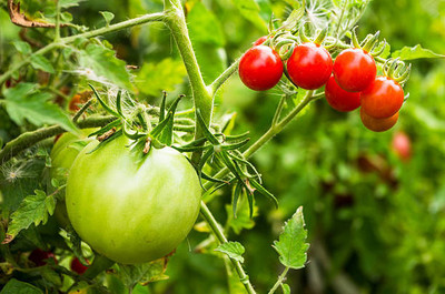 Around Creation tomato Seed(75 per packet)
