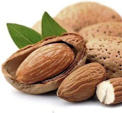 VibeX ® RXI-36 Terminalia bellirica/Almond Tree, Baheda Seeds Seed(25 per packet)