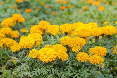 Aro marigold/gende ka phool flower seeds Seed(50 per packet)