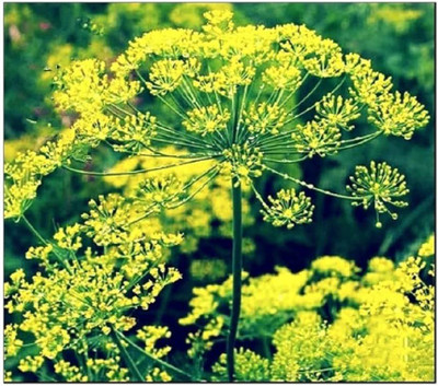 VibeX NBIR-42 - Bouquet Dill Non-GMO - (750 Seeds) Seed(750 per packet)