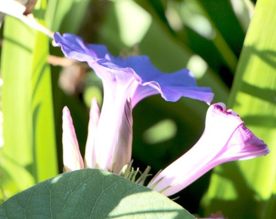 CEYA Ipomoea purpurea 'Night' Seed(40 per packet)