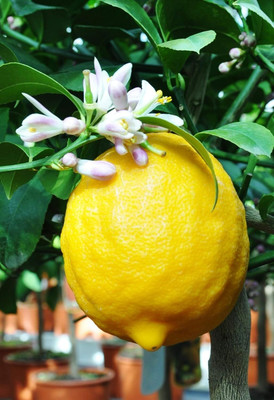 CRGO LEMON , NIMBU Seed(35 per packet)