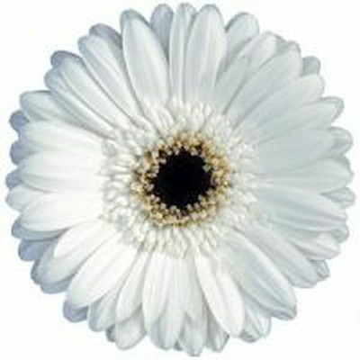 XOLDA Exotic daisy white Seed(30 per packet)