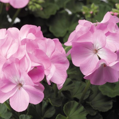 Biosnyg Geranium Flower Garden Seeds - Lavender-[50 Seeds] Seed(50 per packet)