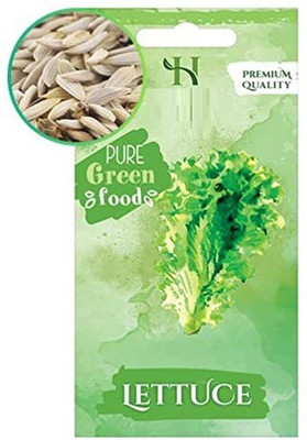 CYBEXIS F1 Hybrid Herbs Seeds-Lettuce4000 Seeds Seed(4000 per packet)