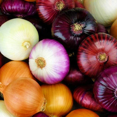 VibeX ® VMR-1163 Onion Rainbow Mix Neutral Seed(1000 per packet)