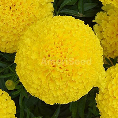 Aywal Marigold Flower Seed(2 per packet)