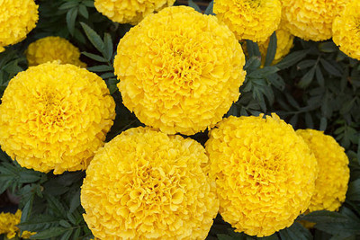 Natural World marigold/gende ka phool flower seeds Seed(25 per packet)