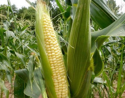 WILLVINE VMR -IX F1 Honey Select Hybrid Sweet Corn-[250g] Seed(1000 per packet)