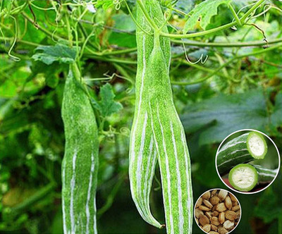 Qualtivate VXL-3AT High Yield Rare Long Snake Gourd Seed(25 per packet)