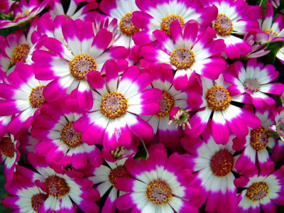 Lorvox Cineraria Mix Colour Hybrid Flower Seed(60 per packet)