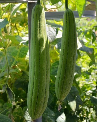 VibeX PAU-45 - Sponge Gourd Vegetable F1 Hybrid - (900 Seeds) Seed(900 per packet)