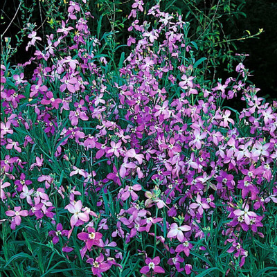 LPR STOCK Seed(50 per packet)