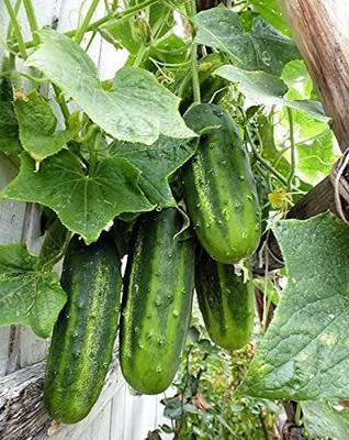 Quentova Cucumber, Marketer Cucumber Seeds-CuC_970 Seed(200 per packet)