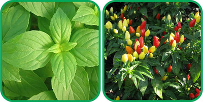 WILLVINE GBPUT -V Ornamental Chilli And Lemon Basil[25gm, 5000 Seeds] Seed(5000 per packet)