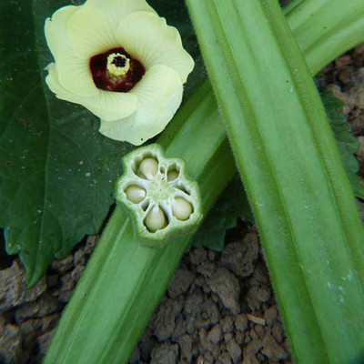 ActrovaX Emerald Okra Seed - Heirloom, Open Pollinated[250 Seeds] Seed(250 per packet)