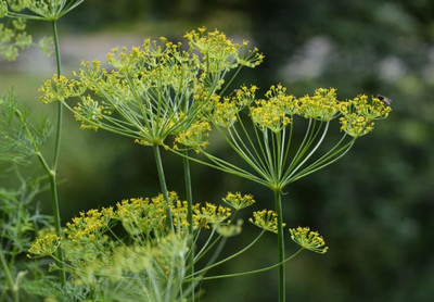 Quentova Bouquet Dill Organic Herb-VISHVA-11R Seed(300 per packet)