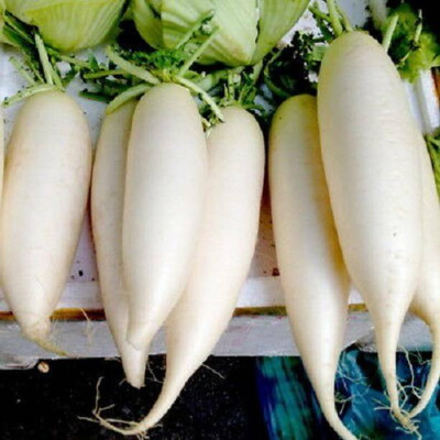 Aro Radish Red, Muli Seed(38 per packet)