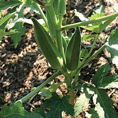 Quentova Jambalaya Okra Seeds-VDI-4F Seed(150 per packet)