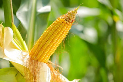 LPR SWEET CORN Seed(40 per packet)