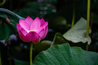 MAA lotus,kamal seeds Seed(5 per packet)
