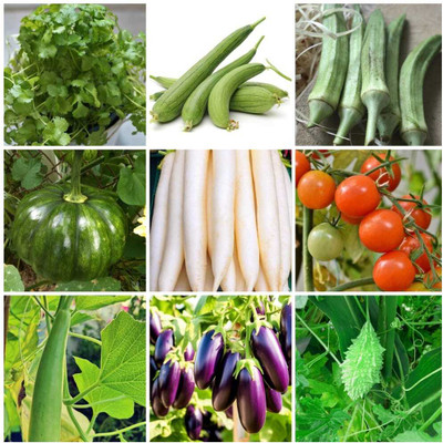 DECORPLIX Vegetable seeds combo Seed(25 per packet)