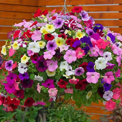 CYBEXIS VXI-36 - Mixed Petunia Mixed Color Plant - (60 Seeds) Seed(60 per packet)